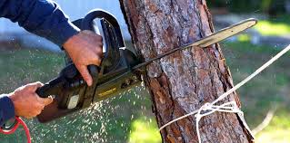 Best Tree Health Inspection  in Twinsburg Heights, OH