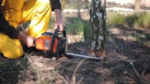 Best Tree Maintenance Programs  in Twinsburg Heights, OH