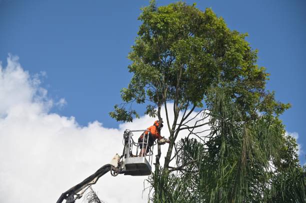 Best Tree Trimming and Pruning  in Twinsburg Heights, OH